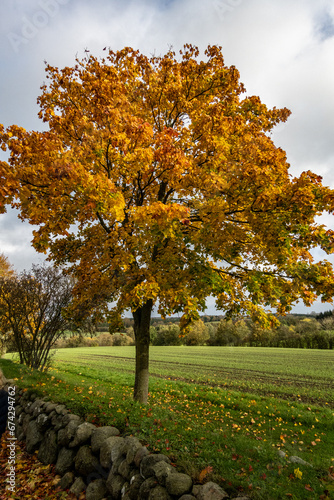 Bjert, Denmark The landscape inside the Sonder Bjert Church cemetery in the autumn. photo