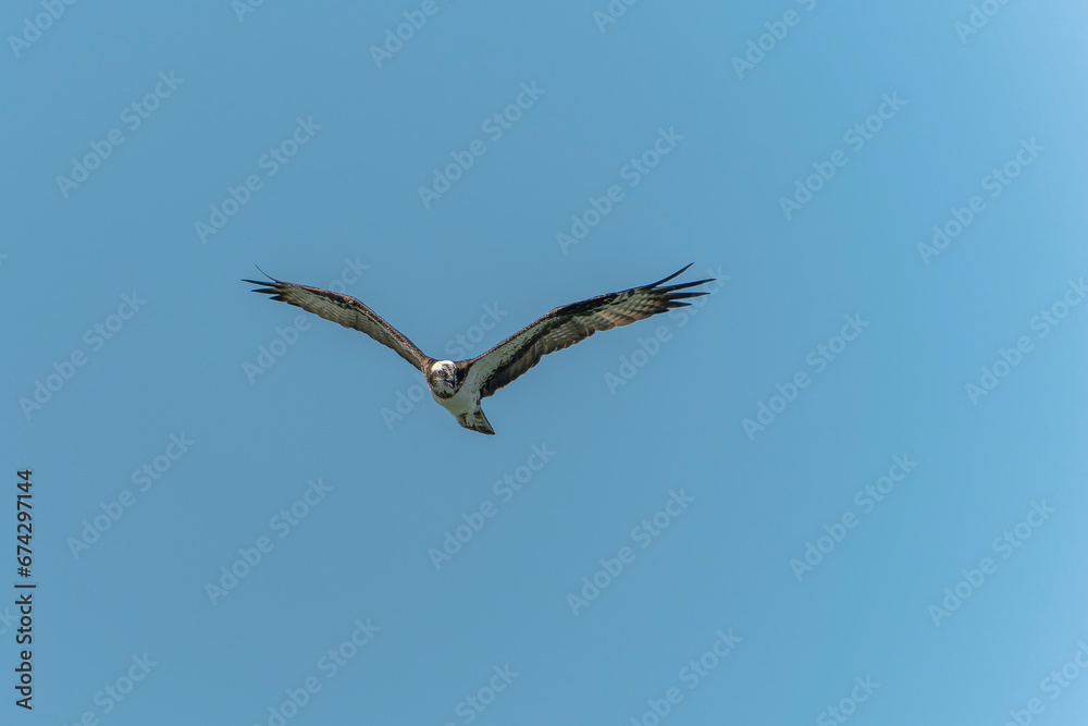 osprey in flight osprey in flight