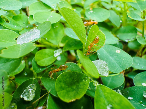 Ants hide in the leaves