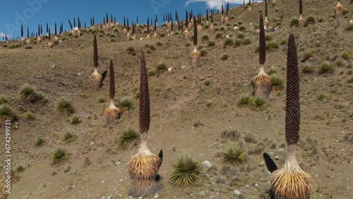 A Puyas de Rimondi forest observed from a drone in the Andean highlands of Ancash, Peru. photo