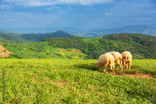 Flock of sheep graze on the green mountain at Doi Chang in Chiang Rai of Northern, Thailand