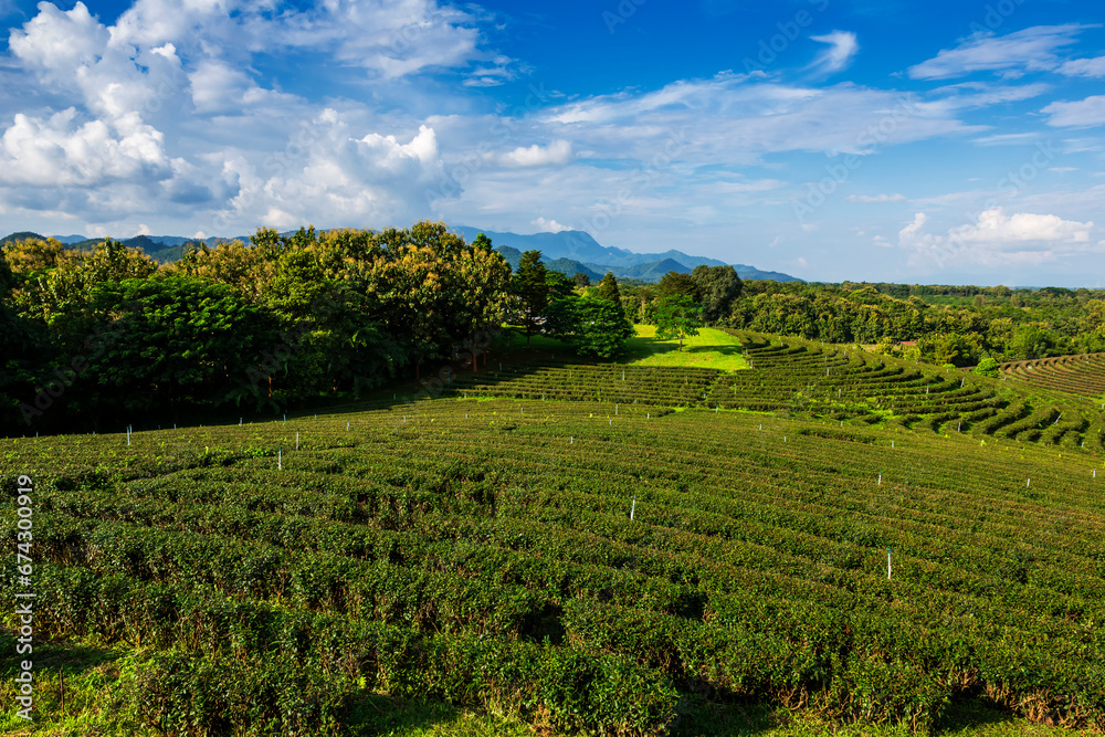 Beautiful landscape view of choui fong tea plantation with blue sky in the late afternoon at Maejan, Chiangrai province, Northern of Thailand