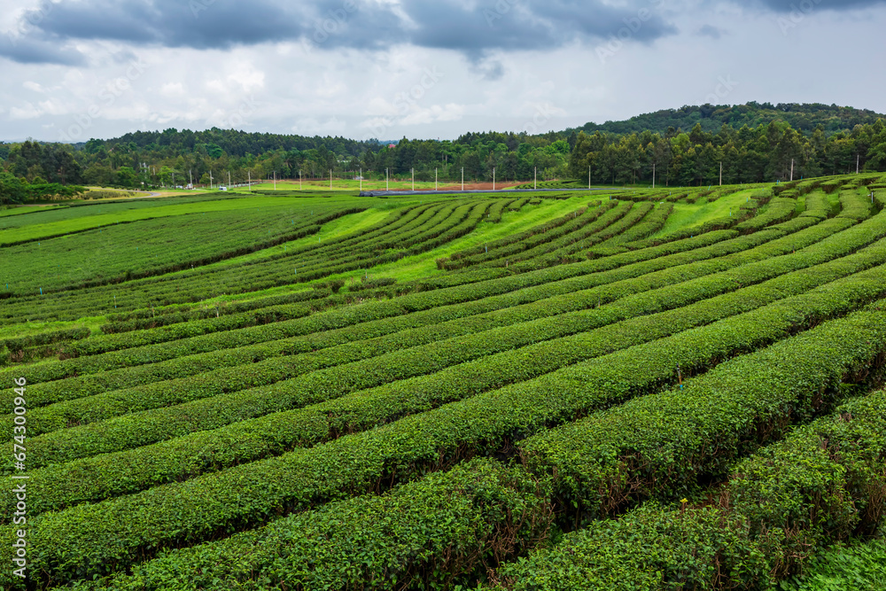 Beautiful landscape view of choui fong tea plantation with blue sky in the late afternoon at Maejan, Chiangrai province, Northern of Thailand