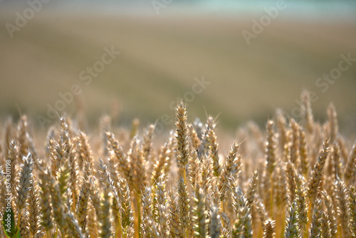 Close up of a yellow wheat field in summertime