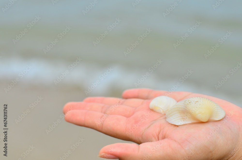 The Shell on the Hand. The Shell on the Hand. Its name is called Scallop in English and it has a Thai name of The Shell on the Hand. The Shell on the Hand. Its name is called Scallop in English and it has a Thai name of