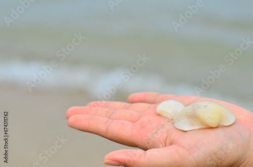 The Shell on the Hand. The Shell on the Hand. Its name is called Scallop in English and it has a Thai name of "fan shell" because of the shape of the shell that looks like a fan.