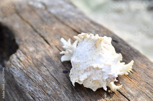 Chicoreus ramosus, Marine animals that live on coral reefs where the sea tides fluctuate. It looks like a single clam. The shell is thick and has thorns protruding from the body. white peel skin. photo