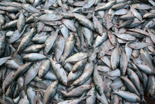 Hilsha fish is very delicious fish in south asia