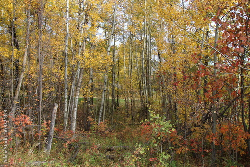 autumn in the forest, Elk Island National Park, Alberta