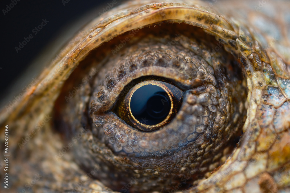 close up of a eye