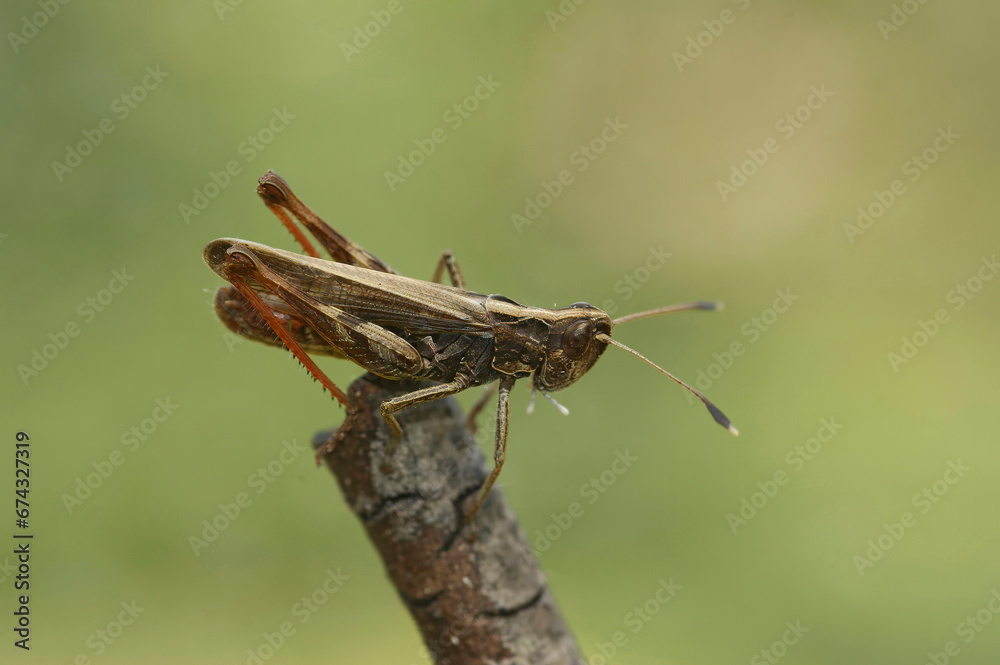 Closeup on the rare rufous grasshopper, Gomphocerippus rufus Closeup on the rare rufous grasshopper, Gomphocerippus rufus