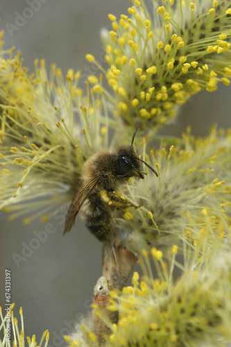 Vertical closeup on a female of the endangered nycthemeral miner, Andrena nycthemera, collecting pollen from a Willow photo