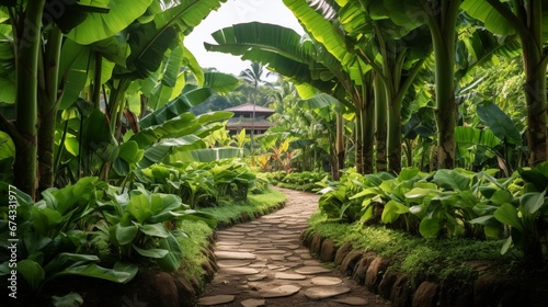Lush Banana Trees Adorn the Pathway in a Tropical Garden During the Summer