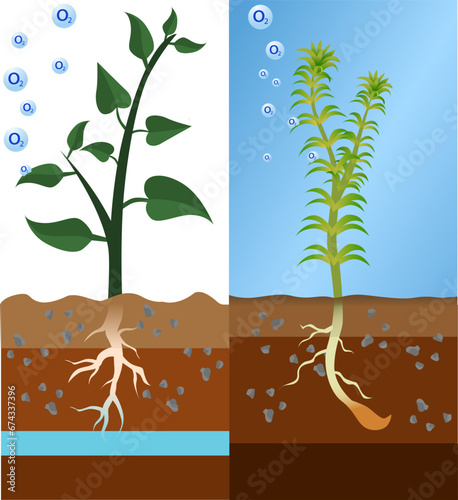 diagram of plants doing photosynthesis under the sunlight vector illustration, hydrilla verticillata photosynthesizes in the water photo