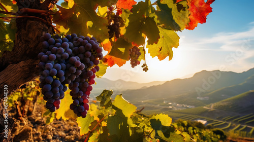 A large bunch of ripe blue grapes on the vine, with blurred mountains on background. Generative AI