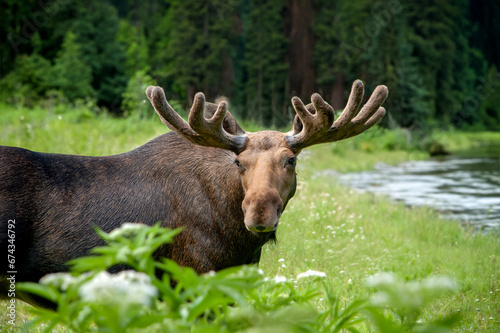 Majestic portrait moose with big horns in summer forest © byrdyak