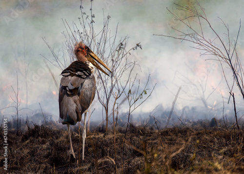Marabou stork in the burning field photo