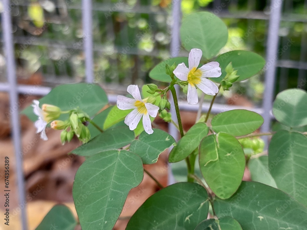 Obraz premium Beautiful white flowers next to the terrace fence.