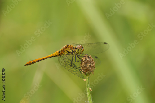 Natural closeup on a Ruddy darter dragonfly, Sympetrum sanguineum