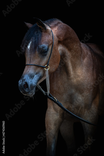 portrait of a horse with black background