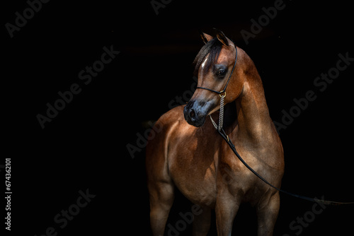 portrait of a horse © Maxine
