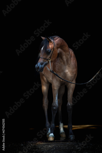 horse on black
