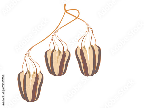 Aristolochia indica on white background.