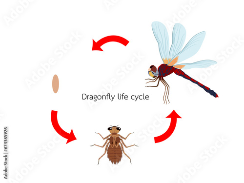 dragonfly life cycle on white background.