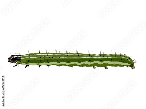 Brown Fall Armyworm on a white background.