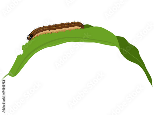 Brown Fall Armyworm on a white background.