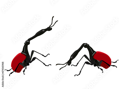 Giraffe Weevil eats plant leaves.