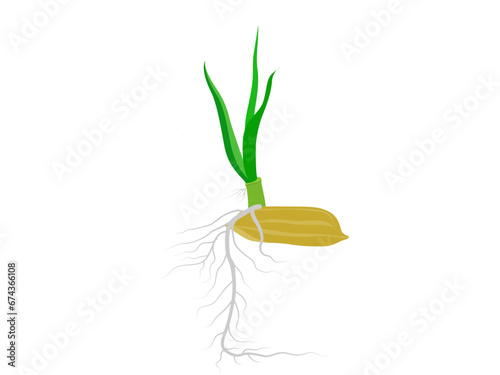 rice seedlings on a white background.