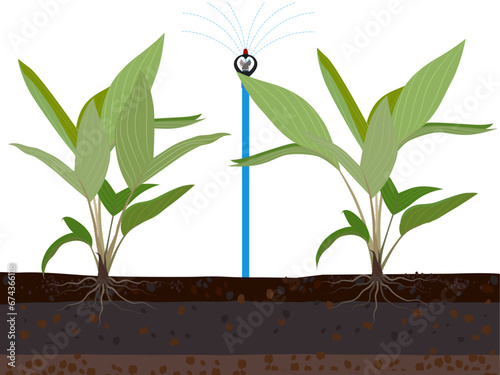 Salacca wallichiana in a seedling bag on a white background.