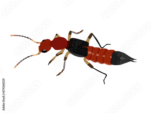 Staphylinidae on a white background. photo