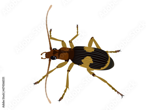 Blister beetle on a white background. photo