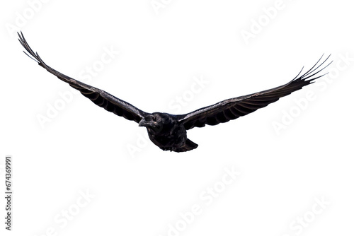 Flying crow. Isolated image. White background. Northern Raven. (Corvus corax)