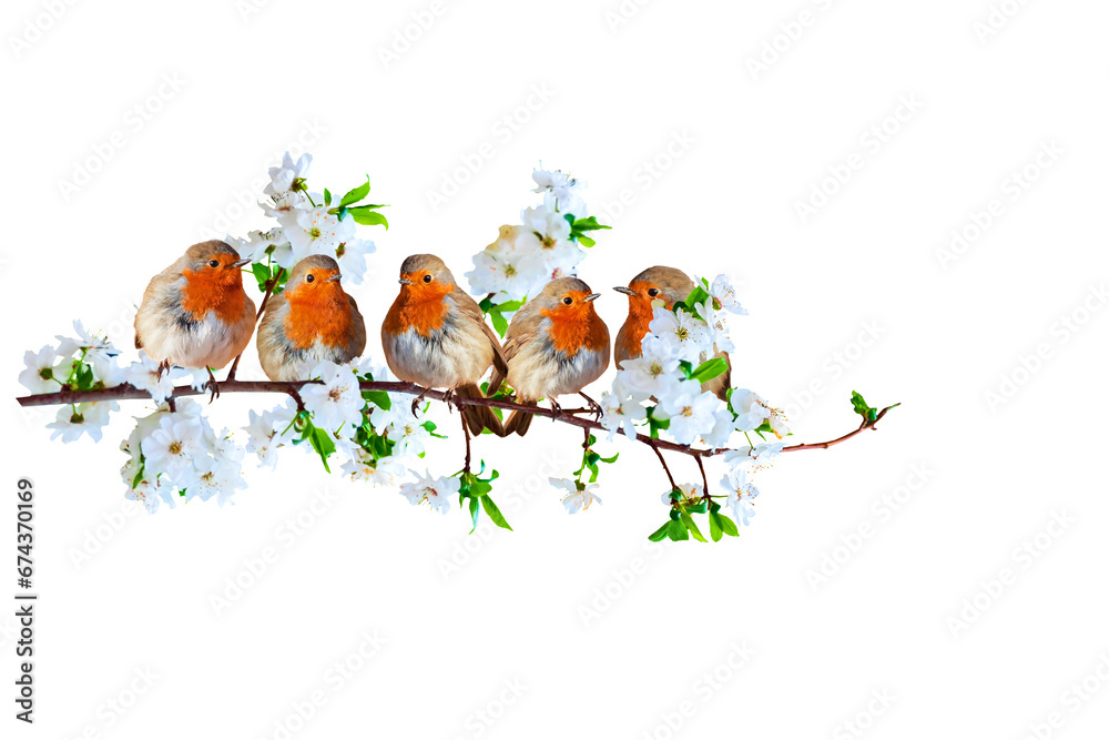 A branch with blooming spring flowers and cute robins. Isolated image. White background. 