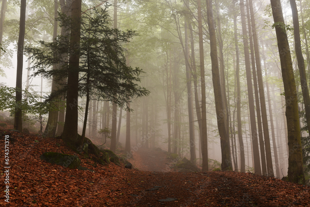 Wanderweg bei Nebel, Bayerischer Wald, Deutschland Wanderweg bei Nebel, Bayerischer Wald, Deutschland