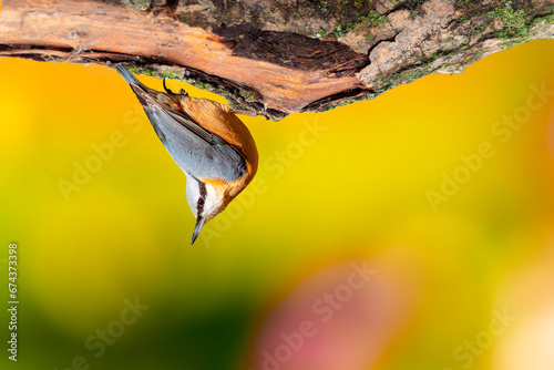 Cute little bird. Impressive clean nature background. Bird: Eurasian Nuthatch. (Sitta europaea). photo