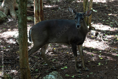 Siervo en la selva  reserva de venado en yucat  n m  xico. venado mirando hacia la c  mara   