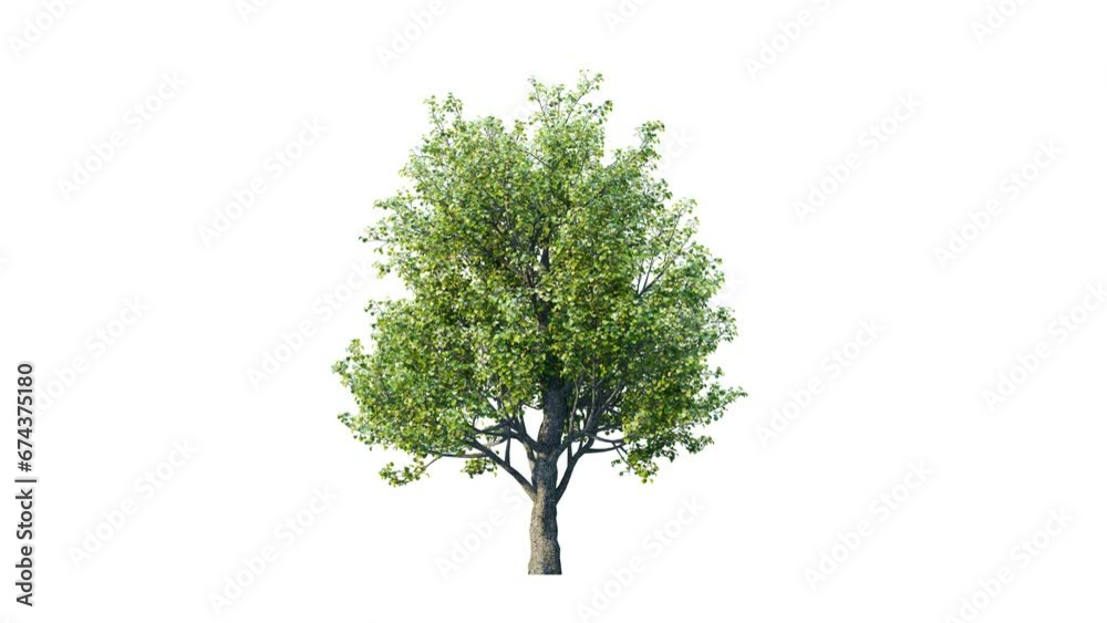 Trees grow from small to big. Growing tree on transparency background. 3D realistic summer tree. Wind blowing leaves moving.