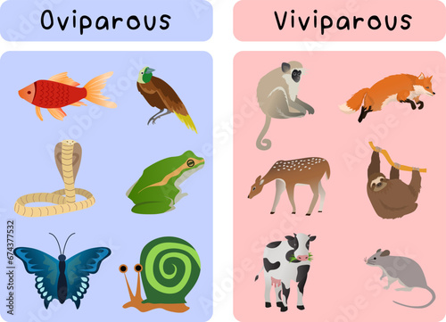 oviparous animals and viviparous animal groups, animal groups classified by how they breed vector illustration photo