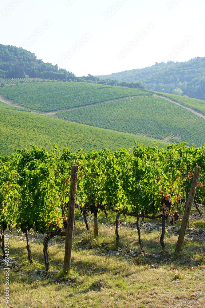 Fototapeta premium Tenuta Tignanello nel Chianti Classico della Famiglia Antinori