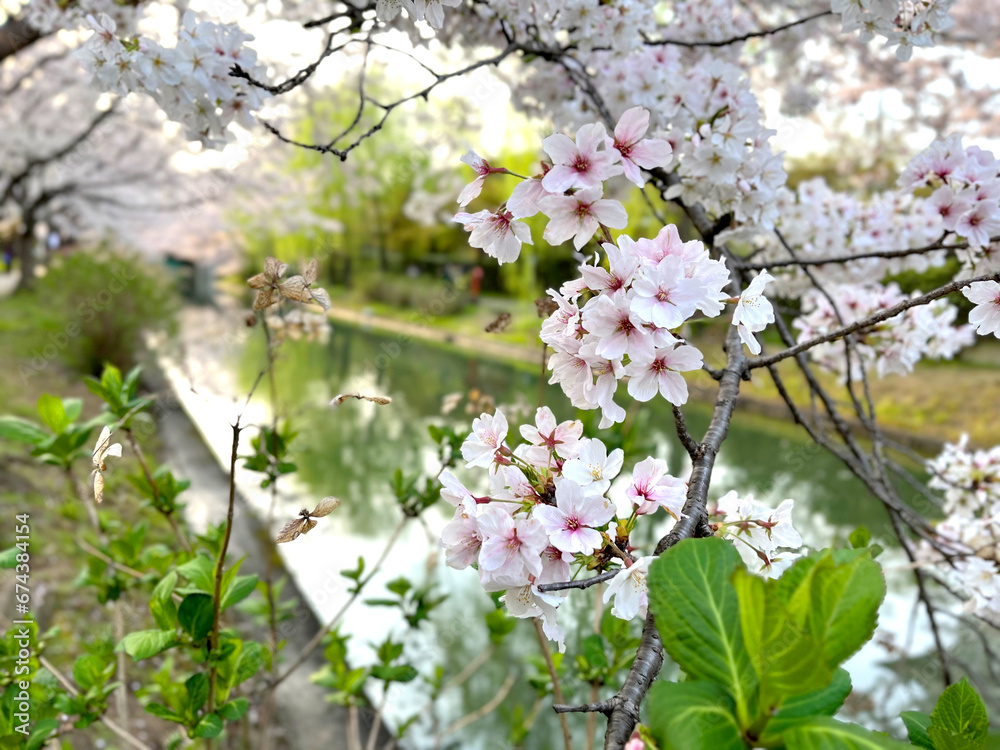 桜の花越しに見る細い穏やかな川と満開の桜並木