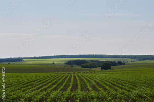 agricultural crops panorama, Green corn field, Rows of green soybeans against the blue sky