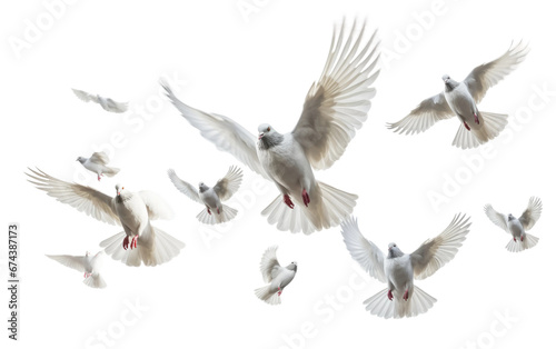 Detailed Realism Flying Pigeons Art On White or PNG Transparent Background