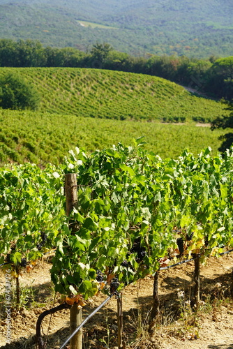 Tenuta Grattamacco di Colle Massari, zona Bolgheri in Toscana photo