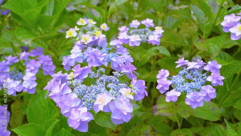 Hydrangeas in the garden swaying in the breeze.
Hydrangeas in the garden swaying in the breeze.