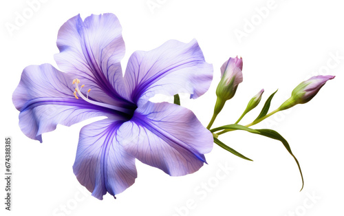 A Close Examination of the Realistic Wildflower On White or PNG Transparent Background © Muhammad
