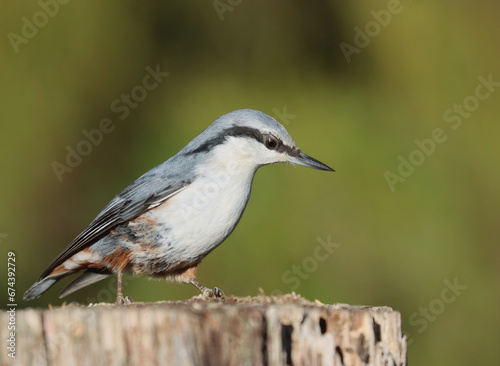 Eurasian nuthatch